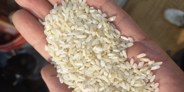 تصویر 1 از قیمت برنج چمپا درجه یک + خرید باور نکردنی
